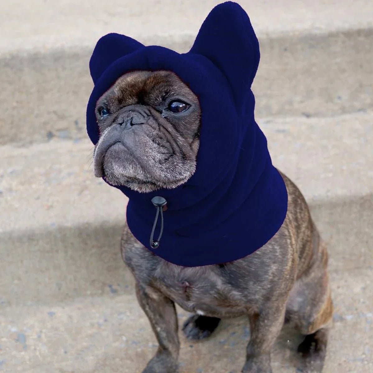 Add adorable warmth to your dog's winter look with the Cute Fleece Bat Hat for Bulldogs and Frenchies. This adjustable soft hat combines fun bat design with cozy fleece for stylish cold - weather protection. - Luxempirez