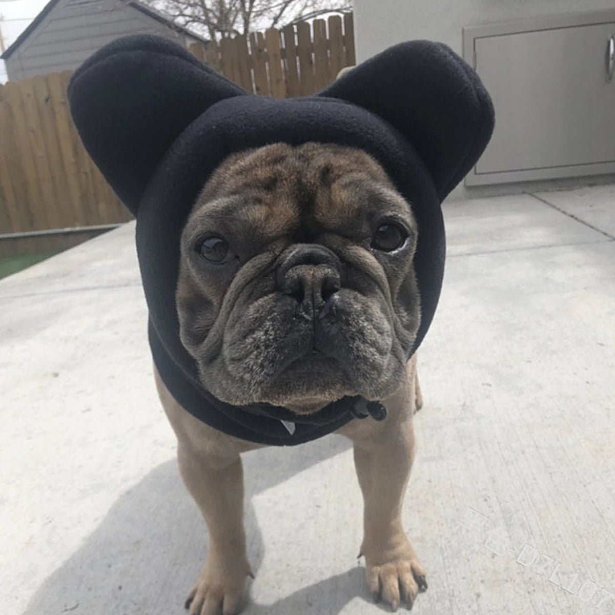 Add adorable warmth to your dog's winter look with the Cute Fleece Bat Hat for Bulldogs and Frenchies. This adjustable soft hat combines fun bat design with cozy fleece for stylish cold - weather protection. - Luxempirez