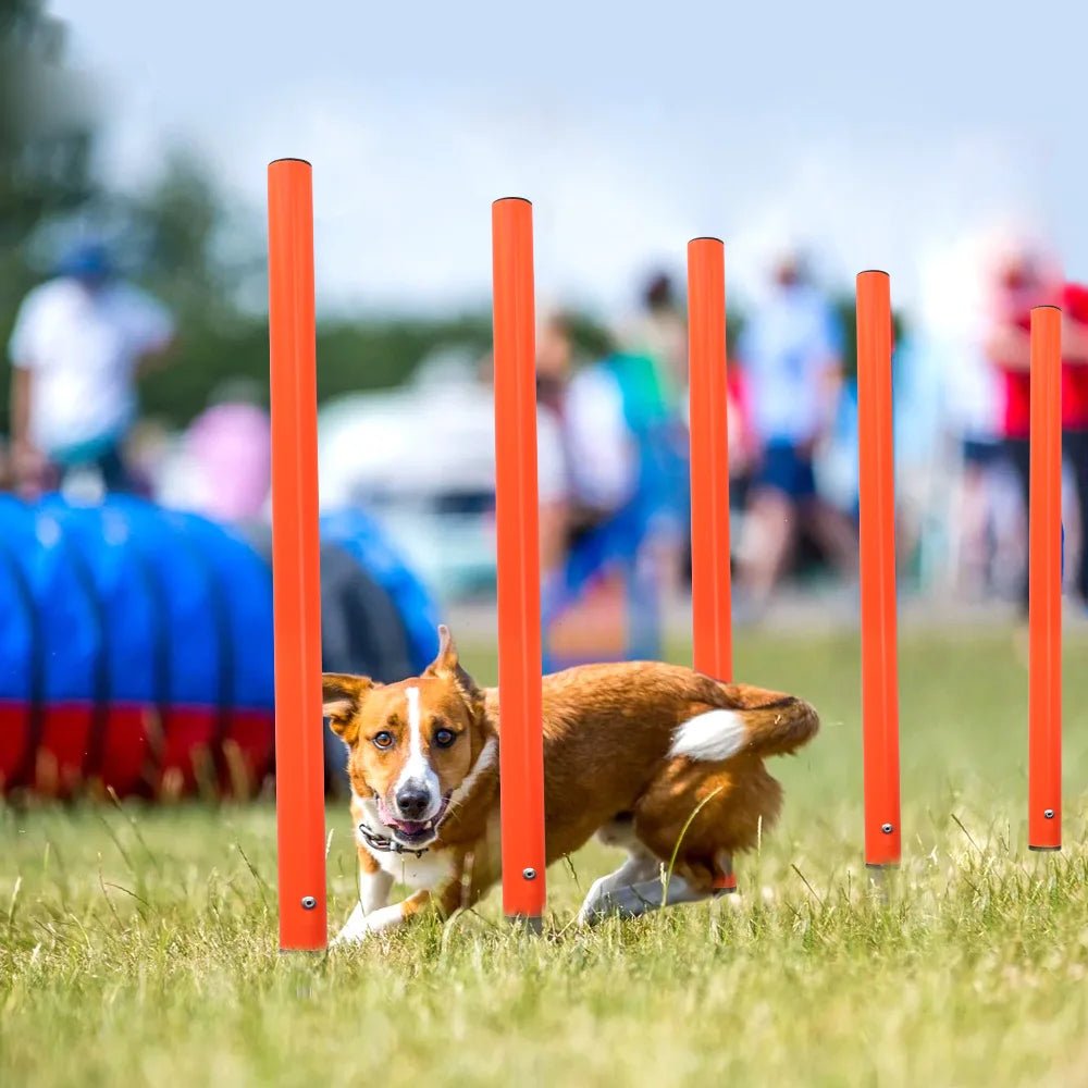 Ensemble d'entraînement d'agilité pour chien parfait pour des exercices amusants dans le jardin et un entraînement d'obéissance sérieux avec votre chien. Ce kit portable est facile à installer, à régler et à ranger après chaque séance. - Luxempirez