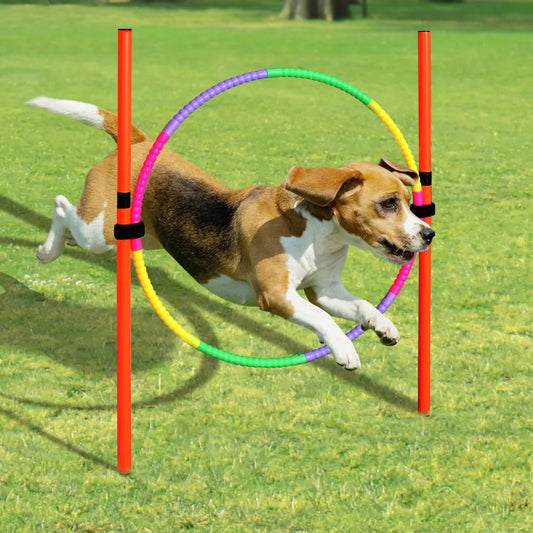 Dog agility training set perfect for fun backyard exercise and serious obedience training with your dog. This portable kit is easy to set up, adjust, and store after each session. - Luxempirez