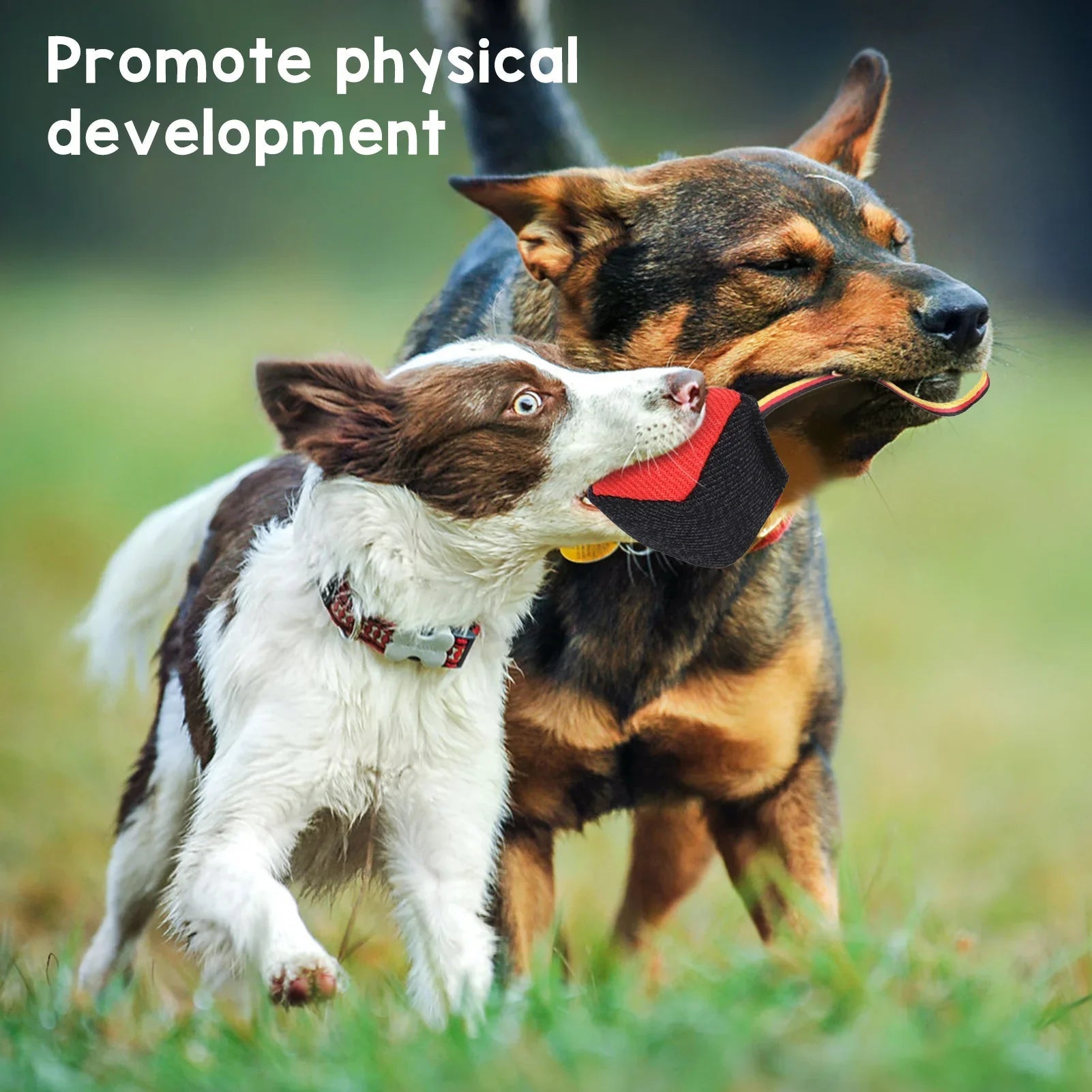 Cube jouet à mordre durable avec corde conçu pour mâcher, tirer et faire de l'exercice quotidien, idéal pour les chiens qui aiment tirer, poursuivre et ronger. - Luxempirez