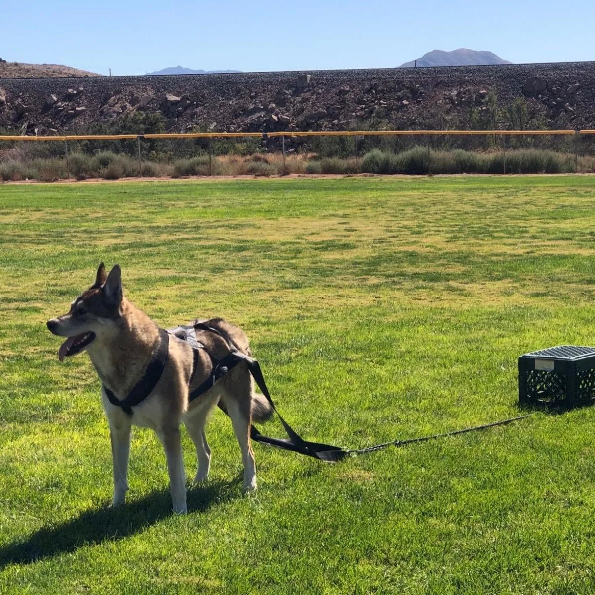 Laisse d'entraînement à la traction robuste avec ceinture de sécurité de traîneau conçue pour les grands chiens de travail et à haute énergie qui aiment tirer et travailler avec un harnais. - Luxempirez