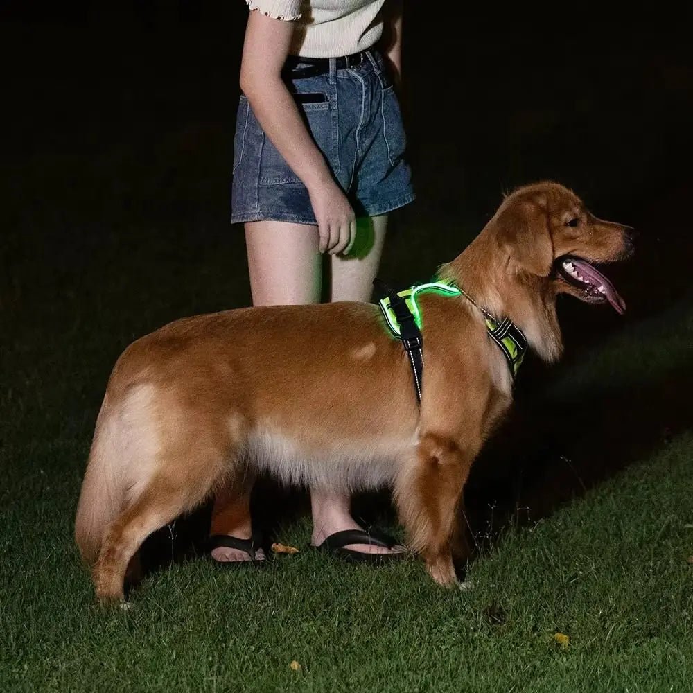 Light - up LED dog harnesses are perfect to sell as a safety and style accessory for night walks, because they keep dogs highly visible while staying comfortable and rechargeable for daily use. - Luxempirez