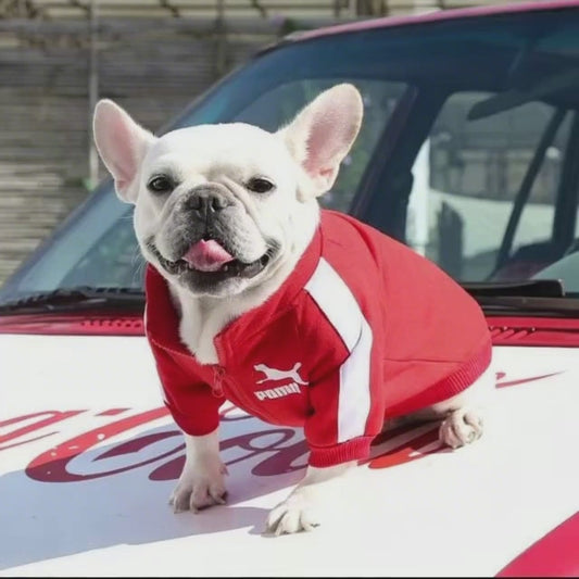 This luxury dog jacket transforms your pet into the icon of street style and comfort. Crafted for those who demand elegance and boldness, the vivid red design embraces both warmth and personality, ensuring every walk is a moment worth capturing