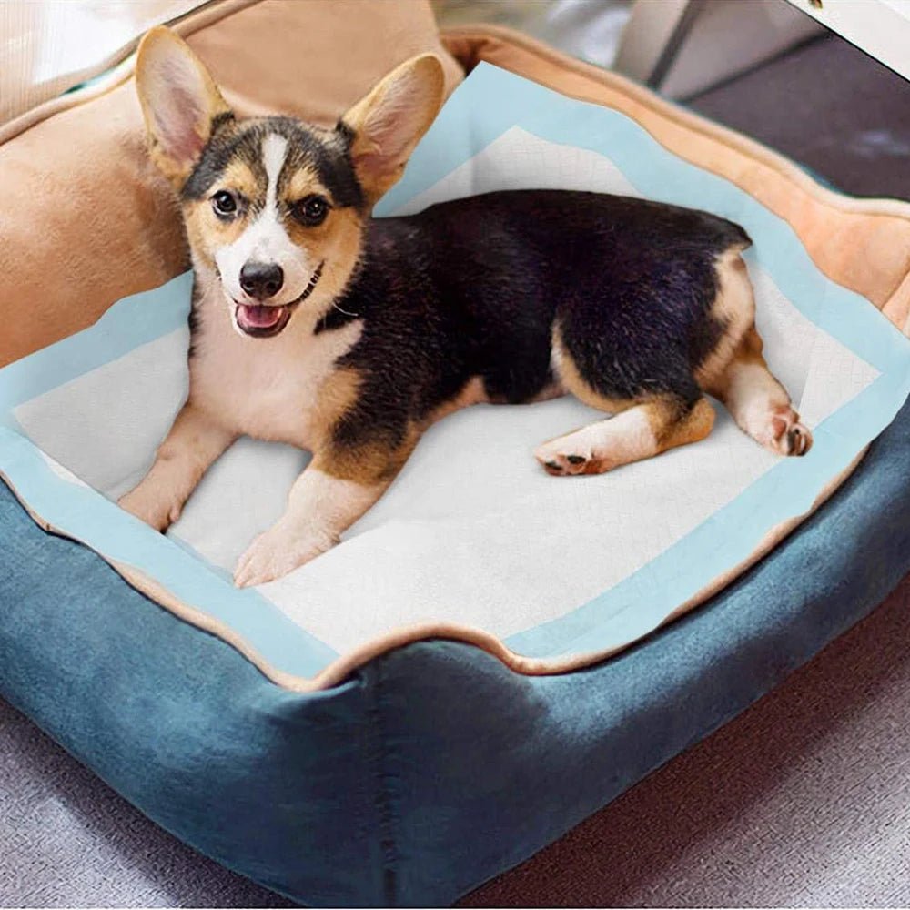 Smell & Smile Training Pads are ultra‑absorbent, leakproof pee pads designed to keep floors clean and help dogs and cats learn where to do their business. - Luxempirez