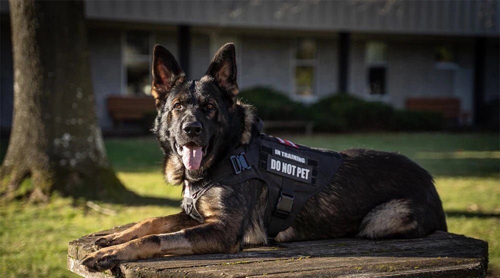 This tactical dog harness set is designed for maximum durability and comfort. Made from high - quality, tear - resistant materials, it features heavy - duty buckles and reinforced stitching to handle even the most active dogs. - Luxempirez