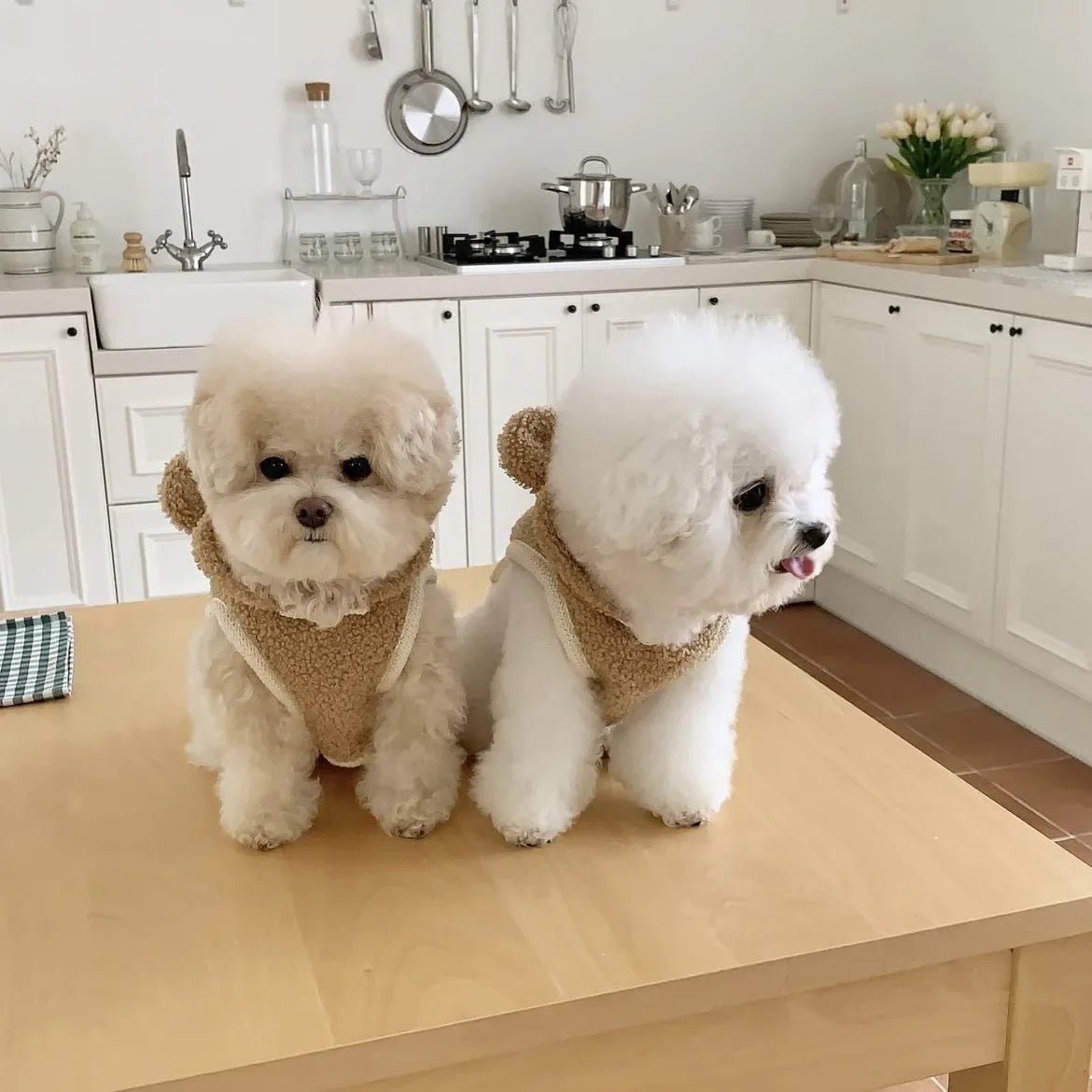 Warm Pet Clothing Cape Pet Hood Cape Small Dog Cat Teddy Autumn and Winter Thickened Puppy Clothes Designer Dog Clothes - Luxempirez