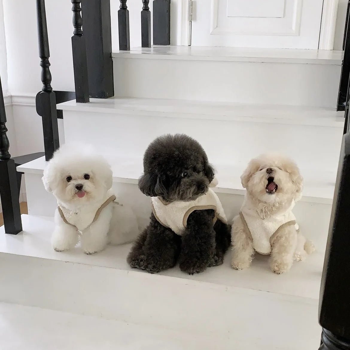 Warm Pet Clothing Cape Pet Hood Cape Small Dog Cat Teddy Autumn and Winter Thickened Puppy Clothes Designer Dog Clothes - Luxempirez