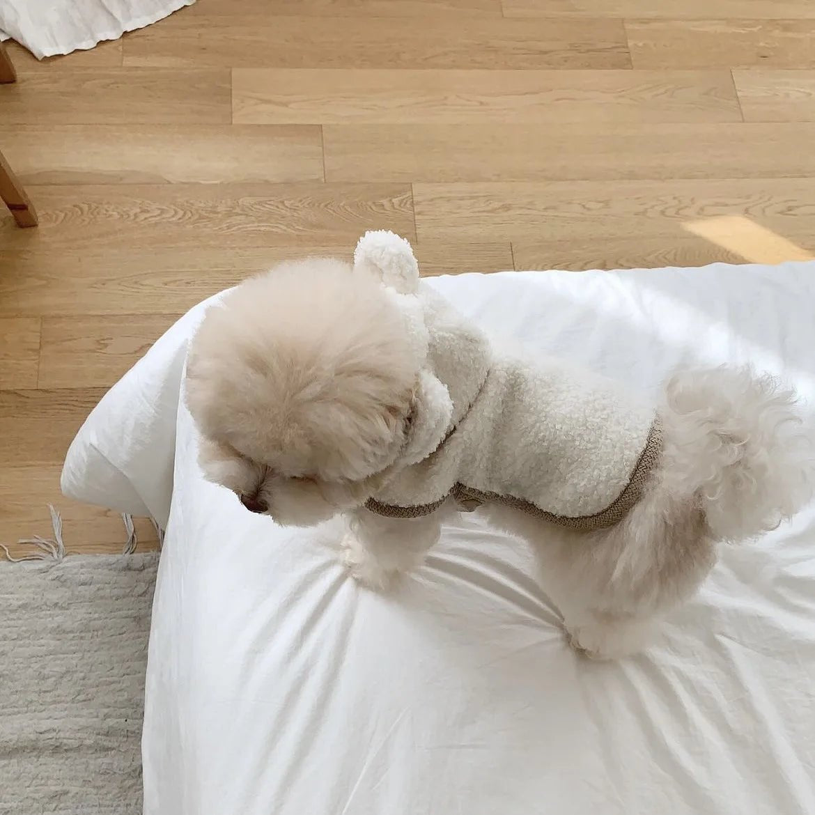 Warm Pet Clothing Cape Pet Hood Cape Small Dog Cat Teddy Autumn and Winter Thickened Puppy Clothes Designer Dog Clothes - Luxempirez