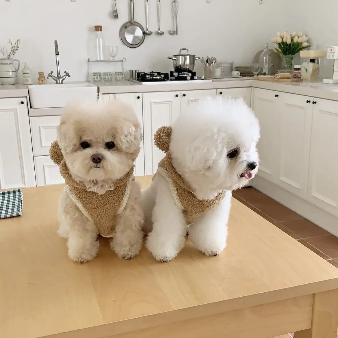 Warm Pet Clothing Cape Pet Hood Cape Small Dog Cat Teddy Autumn and Winter Thickened Puppy Clothes Designer Dog Clothes - Luxempirez