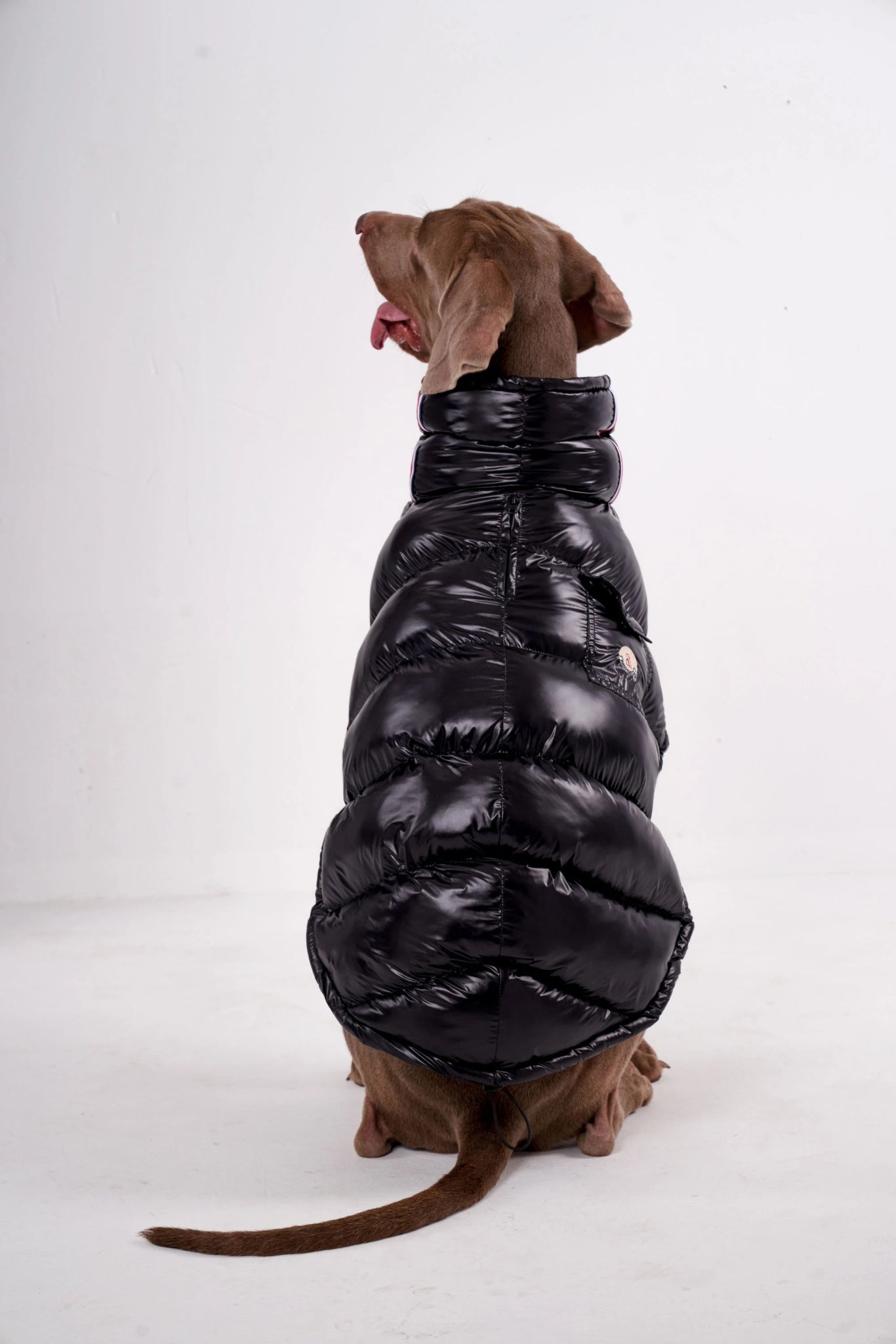 Wrap your dog in refined luxury with this plush, cream - colored vest. Crafted from high - quality, soft - touch fabrics, it offers exceptional warmth, comfort, and an elevated style for sophisticated outings. The elegant design and exquisite details. - Luxempirez