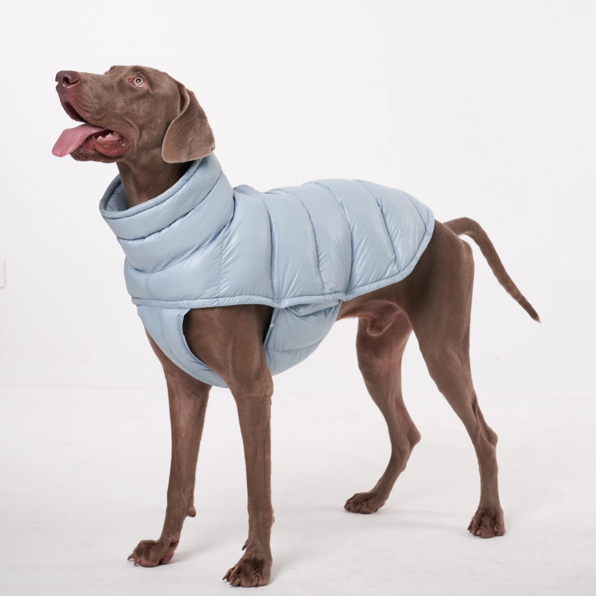 Wrap your dog in refined luxury with this plush, cream - colored vest. Crafted from high - quality, soft - touch fabrics, it offers exceptional warmth, comfort, and an elevated style for sophisticated outings. The elegant design and exquisite details. - Luxempirez