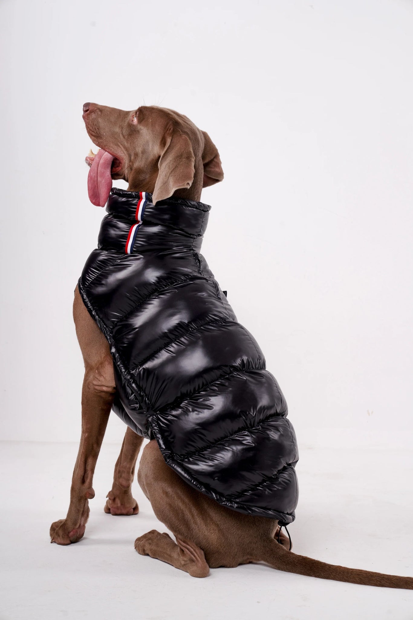Wrap your dog in refined luxury with this plush, cream - colored vest. Crafted from high - quality, soft - touch fabrics, it offers exceptional warmth, comfort, and an elevated style for sophisticated outings. The elegant design and exquisite details. - Luxempirez