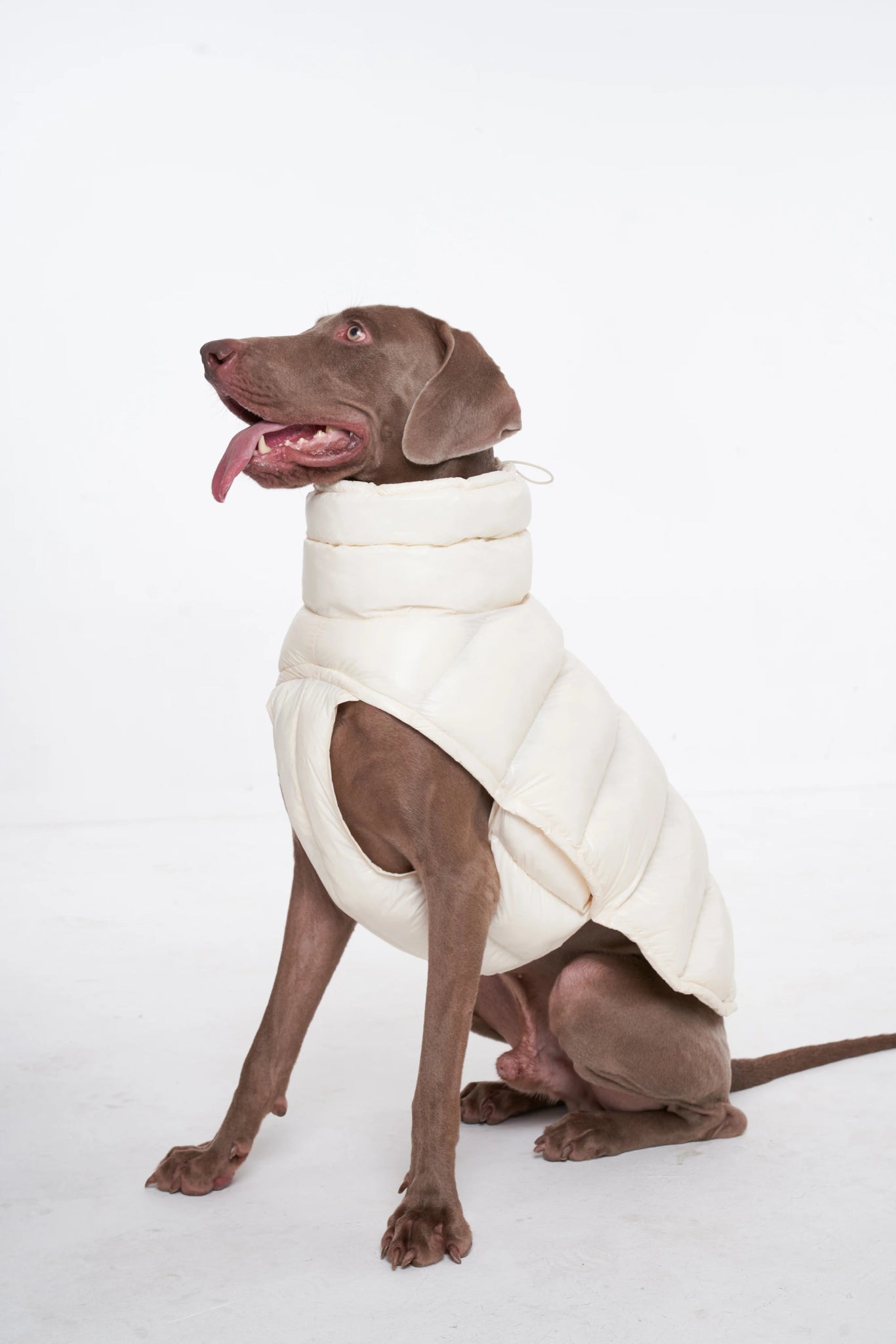 Wrap your dog in refined luxury with this plush, cream - colored vest. Crafted from high - quality, soft - touch fabrics, it offers exceptional warmth, comfort, and an elevated style for sophisticated outings. The elegant design and exquisite details. - Luxempirez