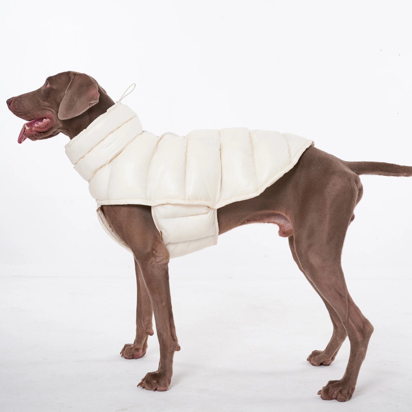 Wrap your dog in refined luxury with this plush, cream - colored vest. Crafted from high - quality, soft - touch fabrics, it offers exceptional warmth, comfort, and an elevated style for sophisticated outings. The elegant design and exquisite details. - Luxempirez