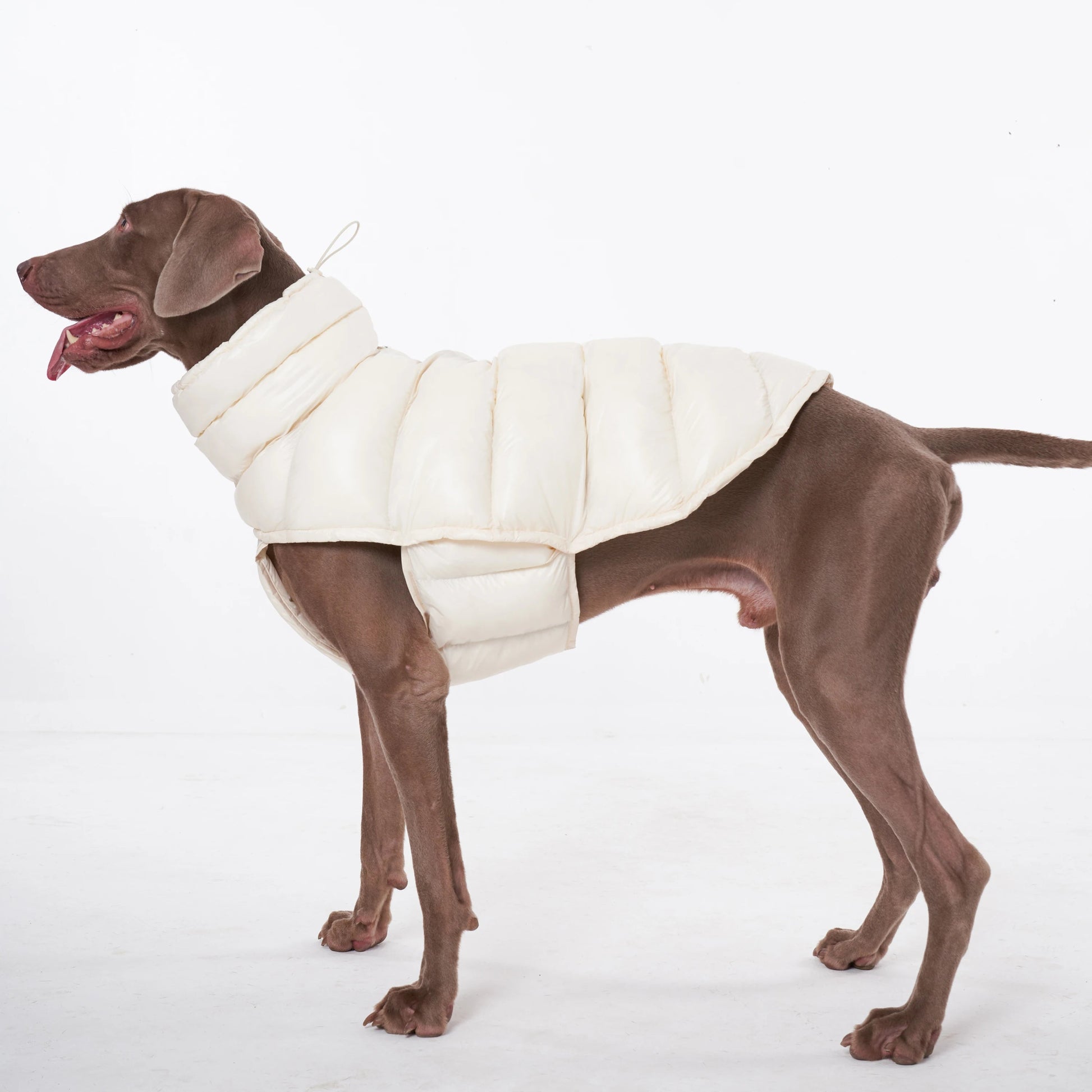 Wrap your dog in refined luxury with this plush, cream - colored vest. Crafted from high - quality, soft - touch fabrics, it offers exceptional warmth, comfort, and an elevated style for sophisticated outings. The elegant design and exquisite details. - Luxempirez