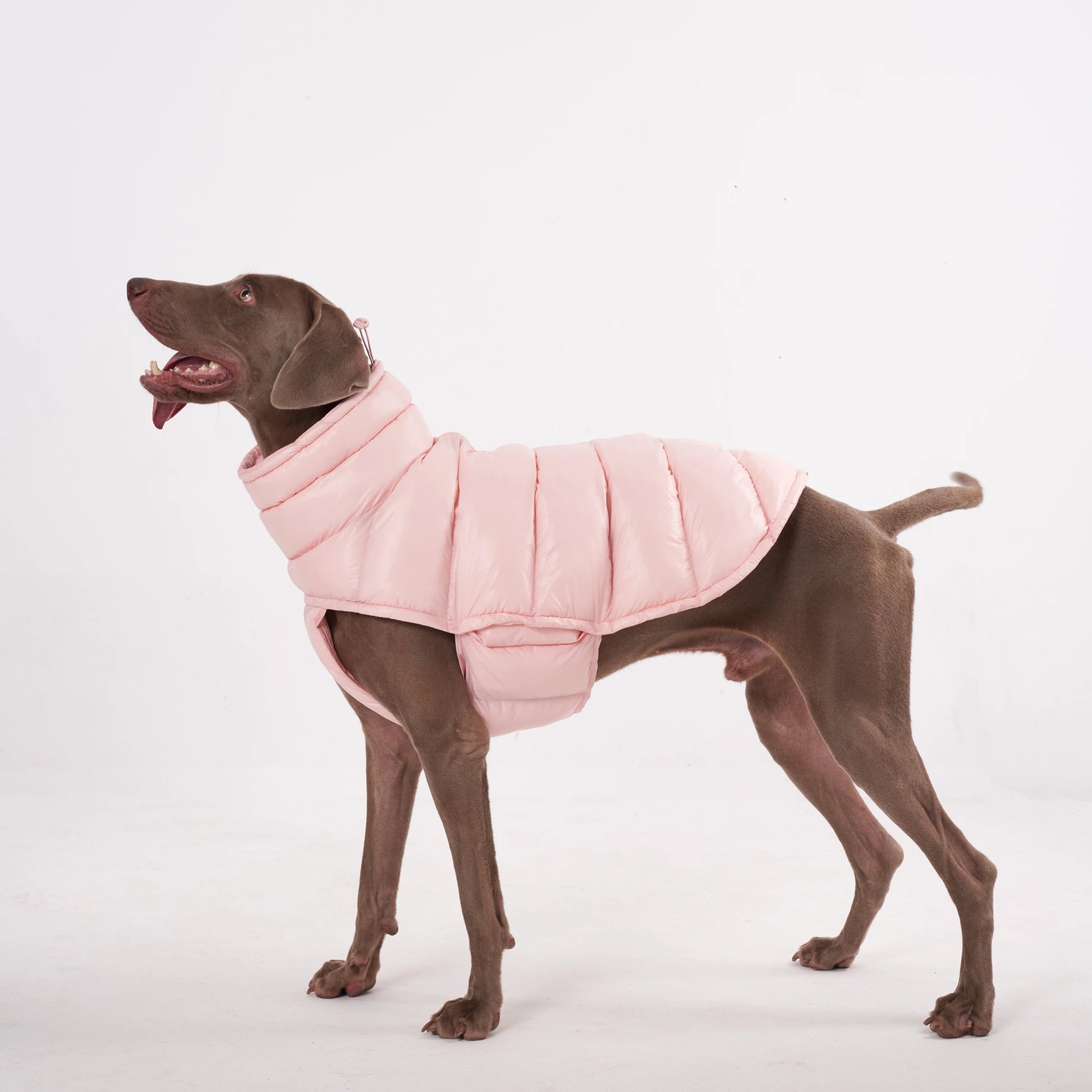 Wrap your dog in refined luxury with this plush, cream - colored vest. Crafted from high - quality, soft - touch fabrics, it offers exceptional warmth, comfort, and an elevated style for sophisticated outings. The elegant design and exquisite details. - Luxempirez